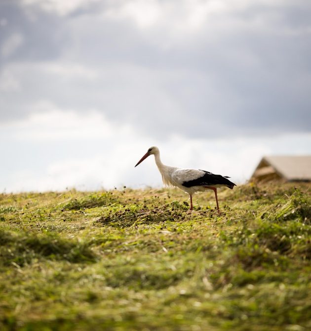 stork-5152924_1280